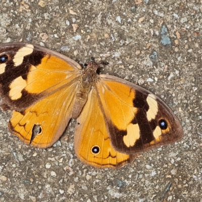 Heteronympha merope (Common Brown Butterfly) at Isaacs, ACT - 20 Mar 2023 by Mike