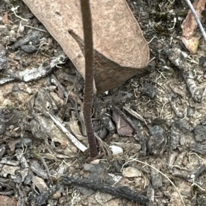 Eriochilus cucullatus at Aranda, ACT - 20 Mar 2023