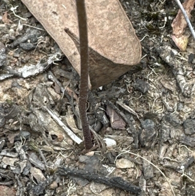 Eriochilus cucullatus (Parson's Bands) at Aranda Bushland - 20 Mar 2023 by lbradley