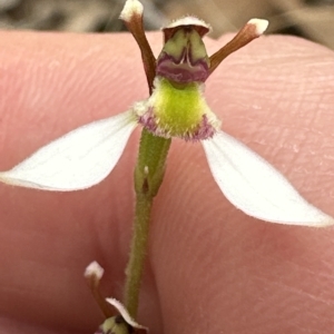 Eriochilus cucullatus at Aranda, ACT - 20 Mar 2023