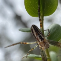 Plebs bradleyi (Enamelled spider) at Hill Top - 16 Jan 2023 by GlossyGal