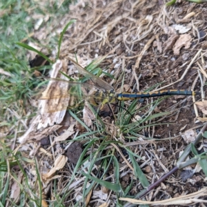 Hemicordulia tau at Hackett, ACT - 19 Mar 2023 11:37 AM