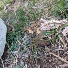 Hemicordulia tau at Hackett, ACT - 19 Mar 2023 11:37 AM