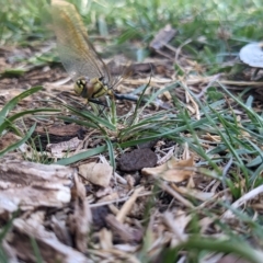 Hemicordulia tau at Hackett, ACT - 19 Mar 2023 11:37 AM