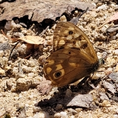 Heteronympha paradelpha (Spotted Brown) at Paddys River, ACT - 20 Mar 2023 by trevorpreston