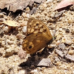 Heteronympha paradelpha at Paddys River, ACT - 20 Mar 2023