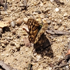 Heteronympha paradelpha at Paddys River, ACT - 20 Mar 2023