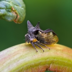 Acanthuchus trispinifer (Three-horned treehopper) at Weston, ACT - 18 Mar 2023 by Kenp12