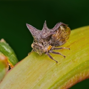 Acanthuchus trispinifer at Weston, ACT - 18 Mar 2023