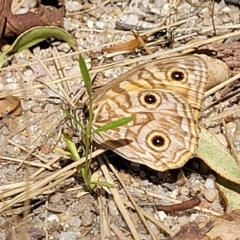 Geitoneura acantha (Ringed Xenica) at Tidbinbilla Nature Reserve - 20 Mar 2023 by trevorpreston