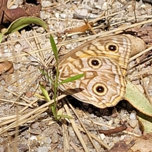 Geitoneura acantha at Paddys River, ACT - 20 Mar 2023