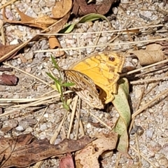 Geitoneura acantha at Paddys River, ACT - 20 Mar 2023