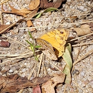 Geitoneura acantha at Paddys River, ACT - 20 Mar 2023