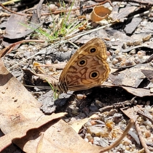 Geitoneura acantha at Paddys River, ACT - 20 Mar 2023