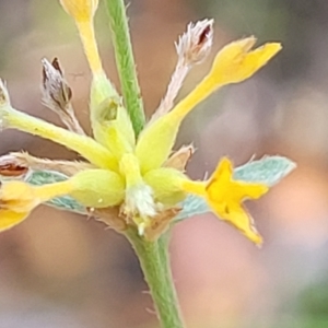 Pimelea curviflora at Paddys River, ACT - 20 Mar 2023 11:50 AM