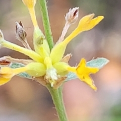 Pimelea curviflora (Curved Rice-flower) at Tidbinbilla Nature Reserve - 20 Mar 2023 by trevorpreston