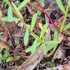 Pimelea curviflora at Paddys River, ACT - 20 Mar 2023