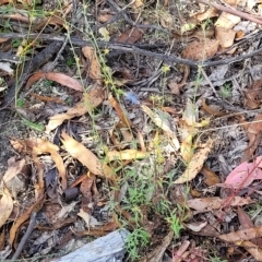 Pimelea curviflora at Paddys River, ACT - 20 Mar 2023