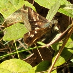 Dispar compacta (Barred Skipper) at Tidbinbilla Nature Reserve - 20 Mar 2023 by trevorpreston