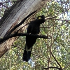 Zanda funerea (Yellow-tailed Black-Cockatoo) at Tidbinbilla Nature Reserve - 20 Mar 2023 by trevorpreston