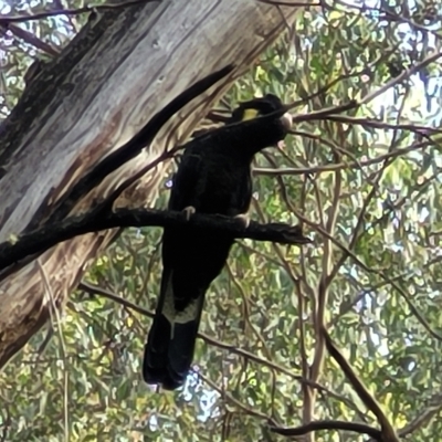 Zanda funerea (Yellow-tailed Black-Cockatoo) at Paddys River, ACT - 20 Mar 2023 by trevorpreston