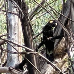 Zanda funerea at Paddys River, ACT - 20 Mar 2023 11:44 AM