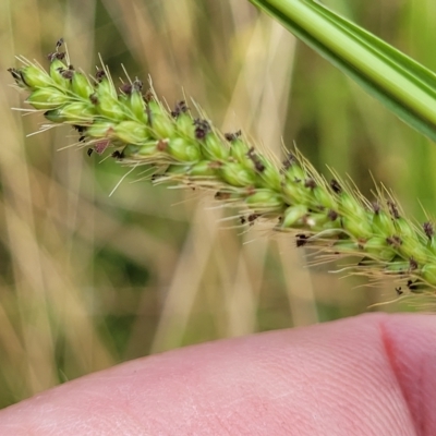 Setaria parviflora (Slender Pigeon Grass) at Tidbinbilla Nature Reserve - 20 Mar 2023 by trevorpreston