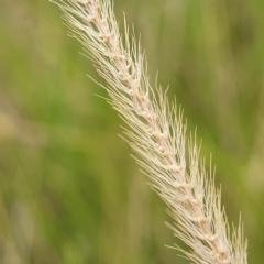 Setaria parviflora at Paddys River, ACT - 20 Mar 2023 11:35 AM