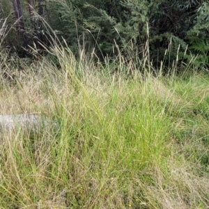 Setaria parviflora at Paddys River, ACT - 20 Mar 2023 11:35 AM