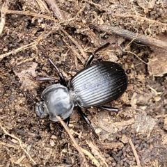 Cardiothorax monarensis (Darkling beetle) at Paddys River, ACT - 20 Mar 2023 by trevorpreston
