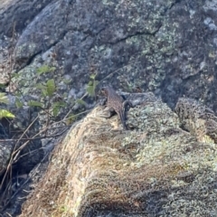 Liopholis whitii (White's Skink) at Namadgi National Park - 18 Mar 2023 by gtate67