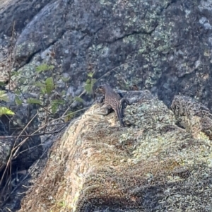 Liopholis whitii at Rendezvous Creek, ACT - 18 Mar 2023