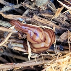 Anzoplana trilineata (A Flatworm) at Paddys River, ACT - 20 Mar 2023 by trevorpreston