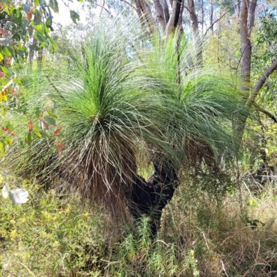 Xanthorrhoea glauca subsp. angustifolia (Grey Grass-tree) at Paddys River, ACT - 20 Mar 2023 by trevorpreston