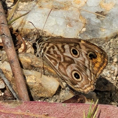 Geitoneura acantha (Ringed Xenica) at Tidbinbilla Nature Reserve - 20 Mar 2023 by trevorpreston