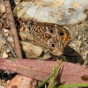 Geitoneura acantha at Paddys River, ACT - 20 Mar 2023