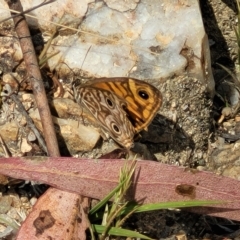 Geitoneura acantha at Paddys River, ACT - 20 Mar 2023