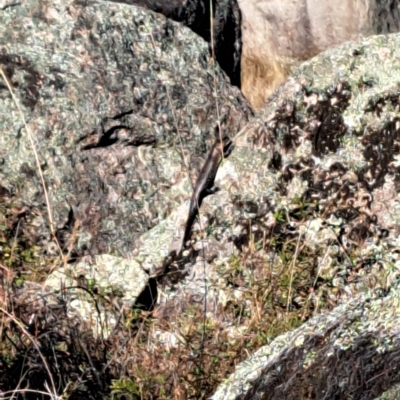 Intellagama lesueurii howittii at Namadgi National Park - 17 Mar 2023 by gtate67