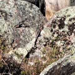 Intellagama lesueurii howittii (TBC) at Rendezvous Creek, ACT - 17 Mar 2023 by gtate67