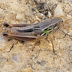 Praxibulus sp. (genus) (A grasshopper) at Tidbinbilla Nature Reserve - 20 Mar 2023 by trevorpreston
