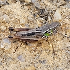 Praxibulus sp. (genus) at Paddys River, ACT - 20 Mar 2023 11:04 AM