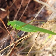 Polichne parvicauda (Short-tailed Polichne) at Tidbinbilla Nature Reserve - 20 Mar 2023 by trevorpreston