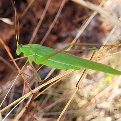 Polichne parvicauda (Short-tailed Polichne) at Tidbinbilla Nature Reserve - 20 Mar 2023 by trevorpreston