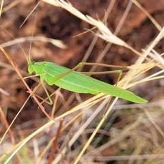 Polichne parvicauda at Paddys River, ACT - 20 Mar 2023 11:01 AM