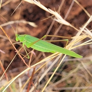 Polichne parvicauda at Paddys River, ACT - 20 Mar 2023 11:01 AM