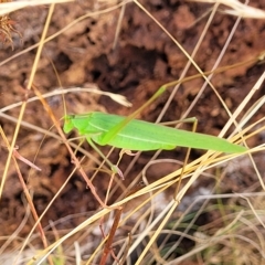 Polichne parvicauda at Paddys River, ACT - 20 Mar 2023 11:01 AM