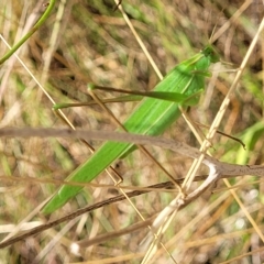 Polichne parvicauda at Paddys River, ACT - 20 Mar 2023 11:01 AM