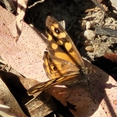 Geitoneura klugii (Marbled Xenica) at Tidbinbilla Nature Reserve - 19 Mar 2023 by trevorpreston