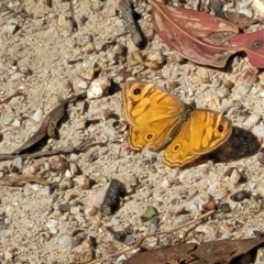 Geitoneura acantha (Ringed Xenica) at Paddys River, ACT - 20 Mar 2023 by trevorpreston