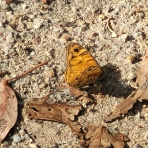 Geitoneura acantha at Paddys River, ACT - 20 Mar 2023 10:56 AM